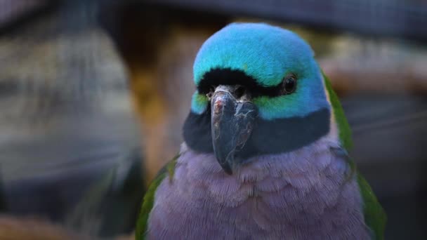 Närbild Fågel Flyttar Runt — Stockvideo