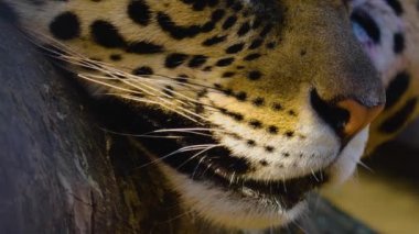 Güneşli bir günde Jaguar kafasını kapat