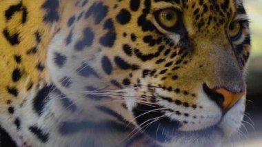 Güneşli bir günde Jaguar kafasını kapat