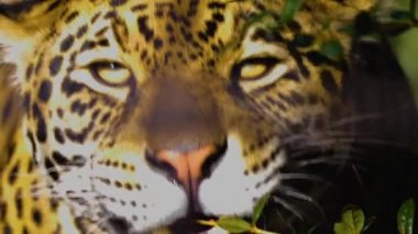 Güneşli bir günde Jaguar kafasını kapat