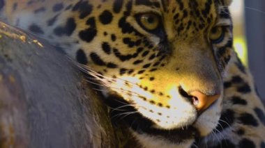Güneşli bir günde Jaguar kafasını kapat