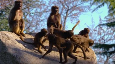 Sonbaharın güneşli bir gününde bir kayanın üzerinde oturan bir grup kanayan kalp maymunu.