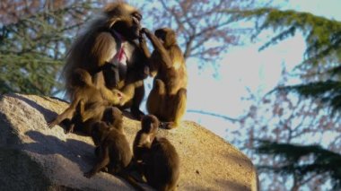 Sonbaharın güneşli bir gününde bir kayanın üzerinde oturan bir grup kanayan kalp maymunu.