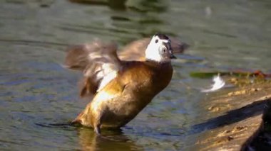 Güneşli bir günde yüzen mavi gagalı ördeğe yakın