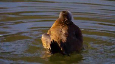 Güneşli bir günde yüzen mavi gagalı ördeğe yakın