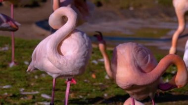 Yazın güneşli bir günde flamingo kapanıyor.