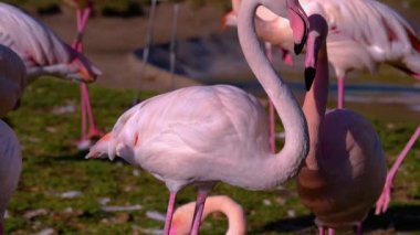 Yazın güneşli bir günde flamingo kapanıyor.