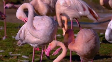 Yazın güneşli bir günde flamingo kapanıyor.