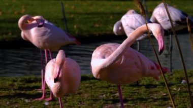 Yazın güneşli bir günde flamingo kapanıyor.