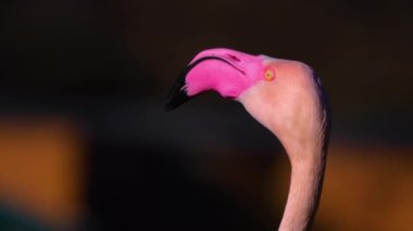 Yazın güneşli bir günde flamingo kapanıyor.