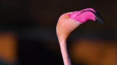 Yazın güneşli bir günde flamingo kapanıyor.