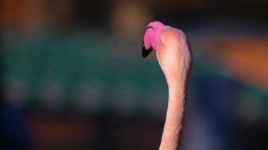 Yazın güneşli bir günde flamingo kapanıyor.