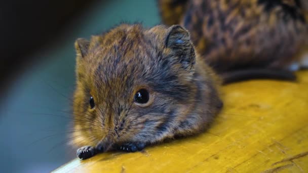 Close Elephant Mouse Elephant Shrew Looking — Vídeo de Stock