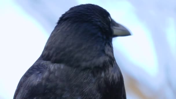 Nahaufnahme Eines Sich Bewegenden Vogels — Stockvideo