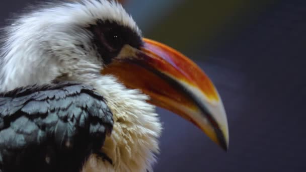 Nahaufnahme Eines Sich Bewegenden Vogels — Stockvideo