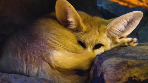 砂漠の狐の休憩の終わり — ストック動画