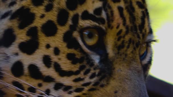 Zamknij Głowę Jaguara Słoneczny Dzień — Wideo stockowe