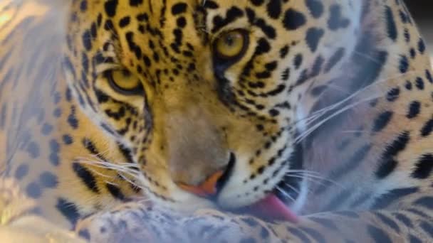 Sluiten Van Jaguar Hoofd Een Zonnige Dag — Stockvideo