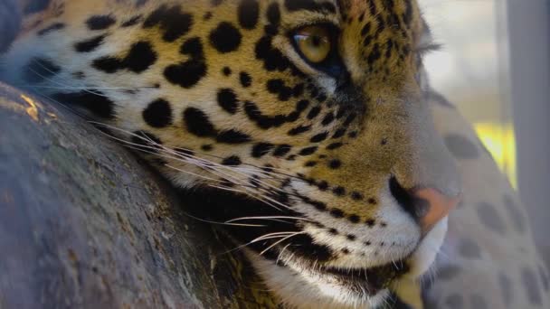 Gros Plan Tête Jaguar Par Une Journée Ensoleillée — Video