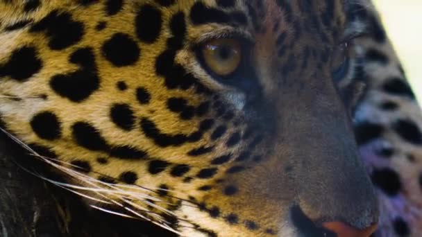 Närbild Jaguar Huvud Solig Dag — Stockvideo