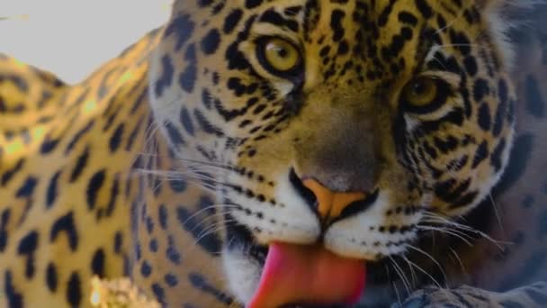 Närbild Jaguar Huvud Solig Dag — Stockvideo