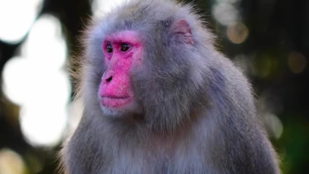 Κοντινό Πλάνο Της Μαϊμούς Κοιτάζοντας Γύρω — Αρχείο Βίντεο