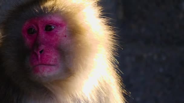 Close Monkey Looking — Vídeo de Stock