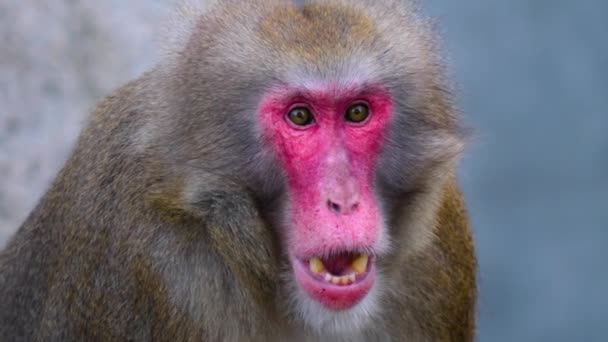 Κοντινό Πλάνο Της Μαϊμούς Κοιτάζοντας Γύρω — Αρχείο Βίντεο