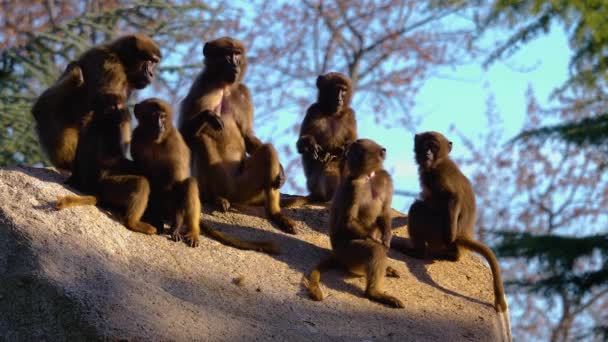 Detailní Záběr Skupiny Srdceryvných Opic Sedících Skále Slunečného Podzimního Dne — Stock video