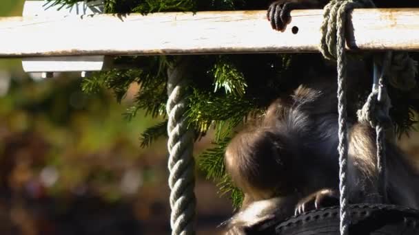 Nahaufnahme Eines Affen Der Sich Umschaut — Stockvideo