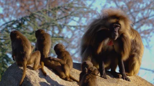 Zbliżenie Grupy Wykrwawiających Się Małp Serca Pawiany Siedzi Skale Słoneczny — Wideo stockowe