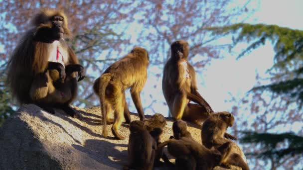 Close Group Bleading Heart Monkeys Baboones Sitting Rock Sunny Day — 图库视频影像