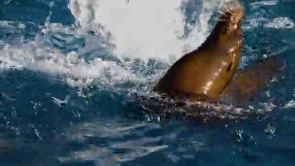 Közelkép Vízben Játszó Oroszlánfókáról — Stock videók