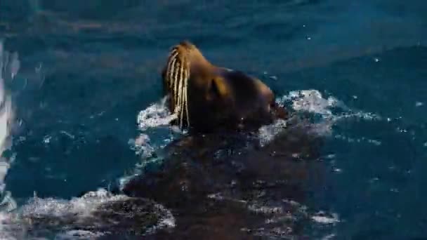 海のライオンの水遊びの終わり — ストック動画