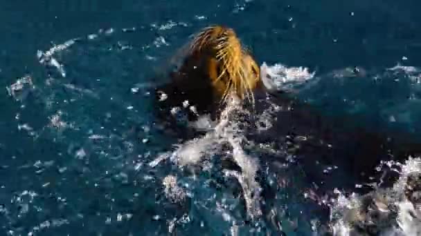 Nahaufnahme Von Seelöwen Die Wasser Spielen — Stockvideo