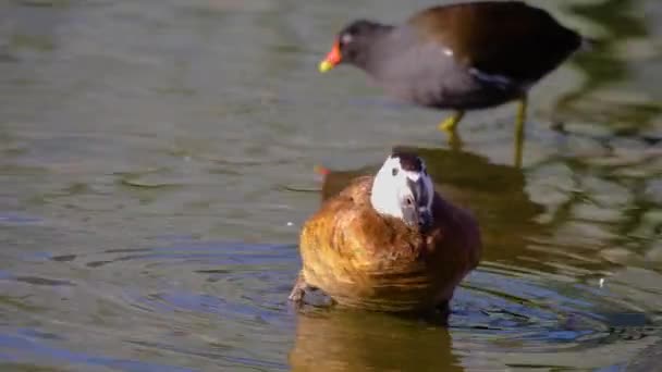 Close Blue Billed Duck Swimming Sunny Day — Stock Video
