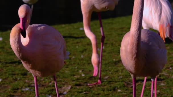 Close Flamingo Sunny Day Summer — Stock video