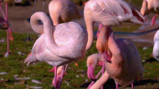 Sluiten Van Flamingo Een Zonnige Dag Zomer — Stockvideo