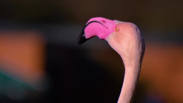 Close Flamingo Sunny Day Summer — Stockvideo