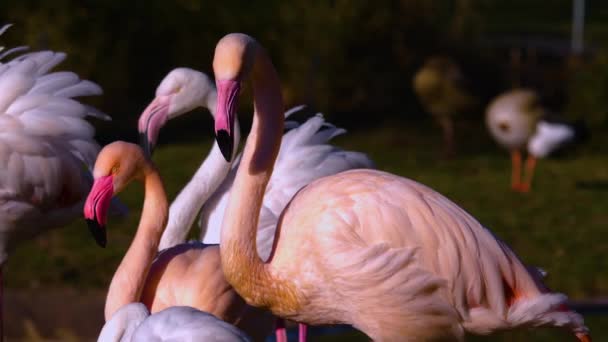 Close Flamingo Dia Ensolarado Verão — Vídeo de Stock