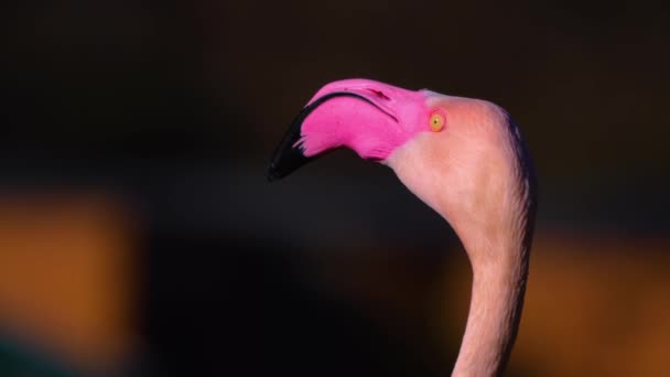 Közelről Flamingó Egy Napsütéses Nyári Napon — Stock videók