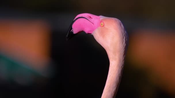 Közelről Flamingó Egy Napsütéses Nyári Napon — Stock videók