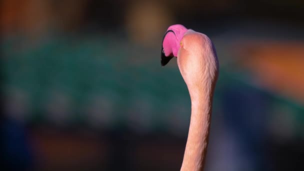 Nahaufnahme Von Flamingo Einem Sonnigen Tag Sommer — Stockvideo