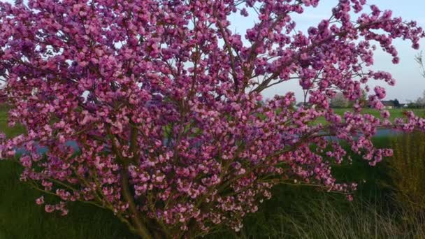 Close Cherry Tree Full Bloom Vídeos De Bancos De Imagens Sem Royalties