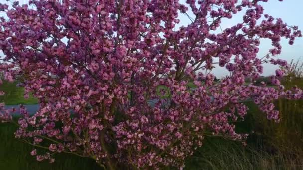 Închidere Cireș Floare Completă — Videoclip de stoc