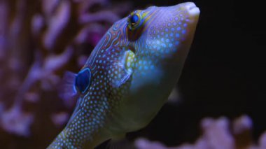 Suyun altındaki balıklara yaklaş