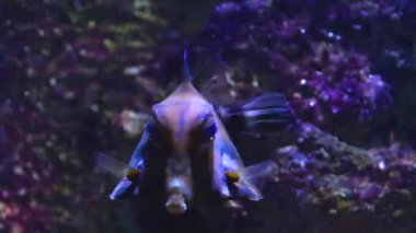 Suyun altındaki balıklara yaklaş