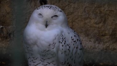 Etrafa bakınan kuşlara yaklaş.