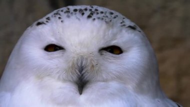 Etrafa bakınan kuşlara yaklaş.