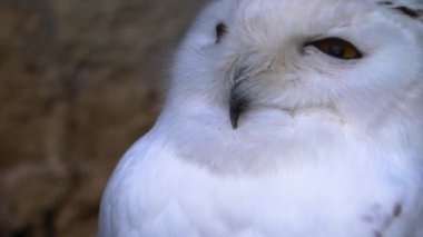 Etrafa bakınan kuşlara yaklaş.